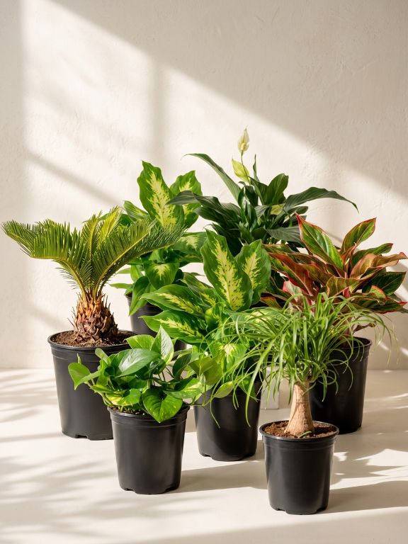 ASSORTED FOLIAGE PLANT IN GROWER POT